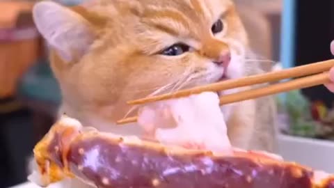 Cute Cat eat lobster