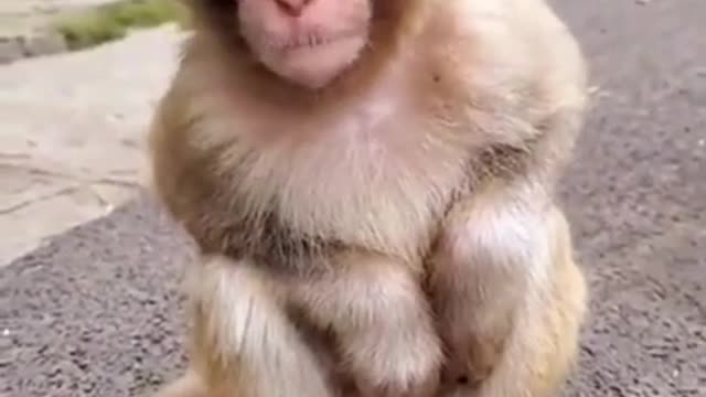 Cute and Adorable Baby Monkey