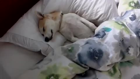 Dog Plays Dead To Avoid Going To The Vet