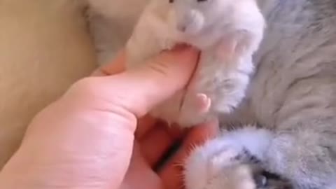 very funny video about a cat and a hamster