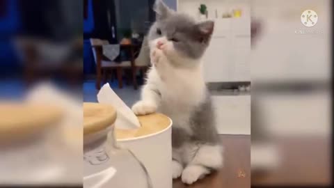 very funny video cute cat clean the face