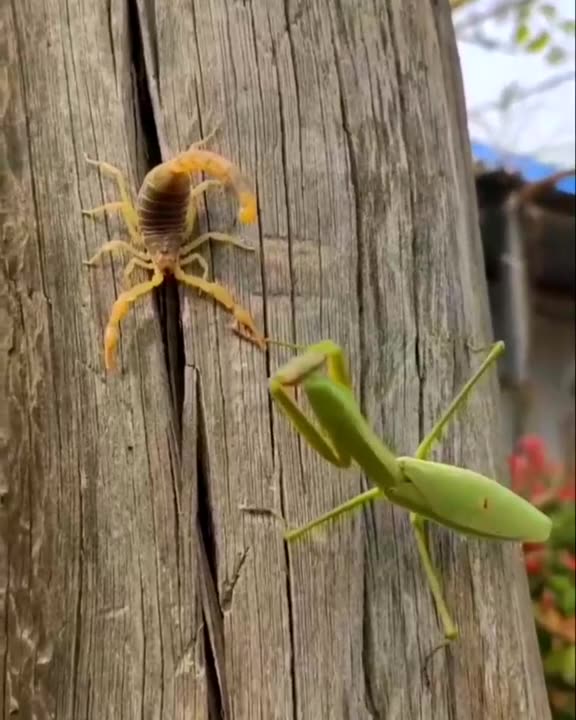 Praying Mantis Vs Scorpion Which One is Powerful?