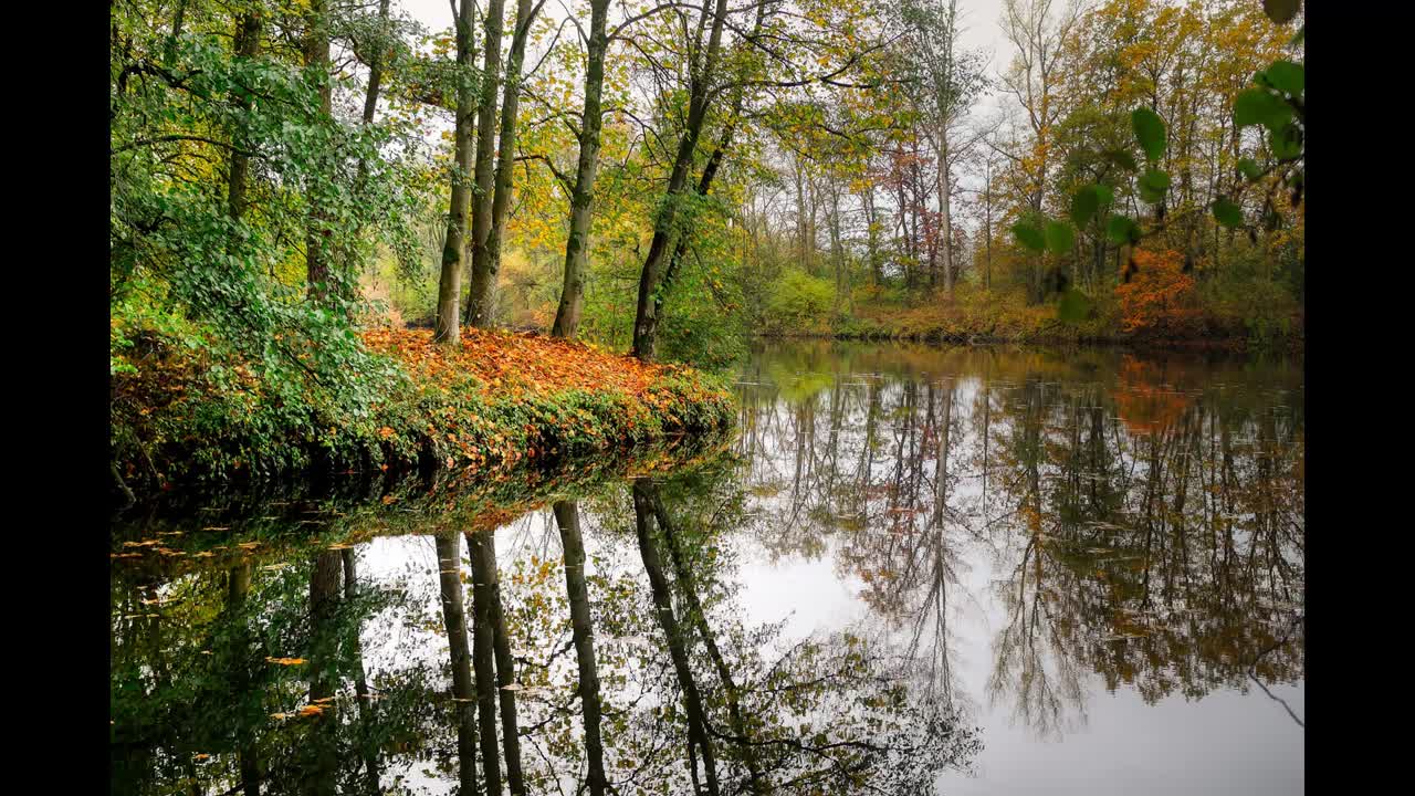 Aves na floresta com riacho / Birds in the forest with stream