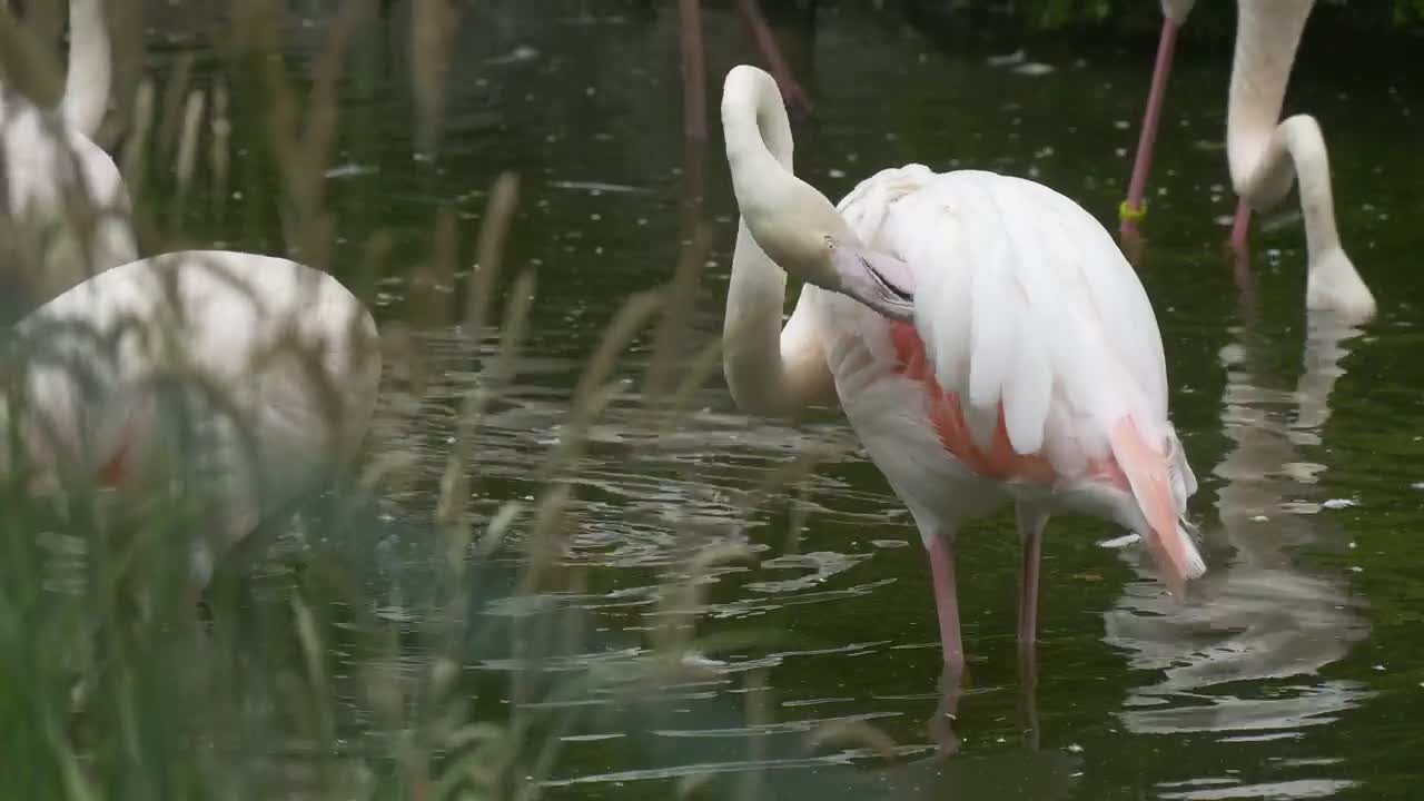 White flamingos in the water