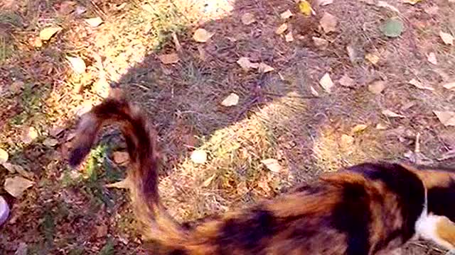 Happy baby stroking a cat