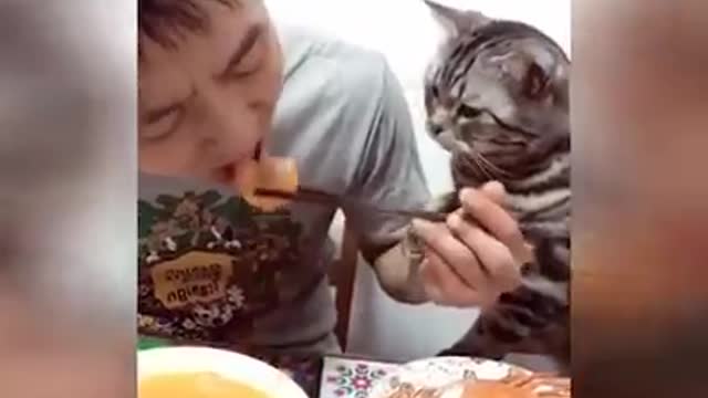 Funny clever cat
