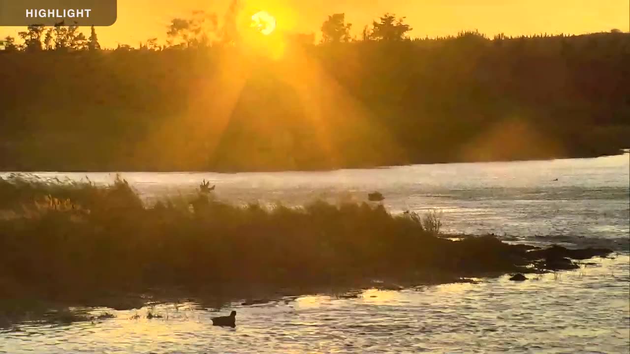 River Watch - Katmai National Park, Alaska 2021 Highlights Explore Bears & Bison