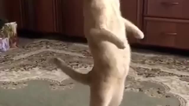 mission Impossible cat