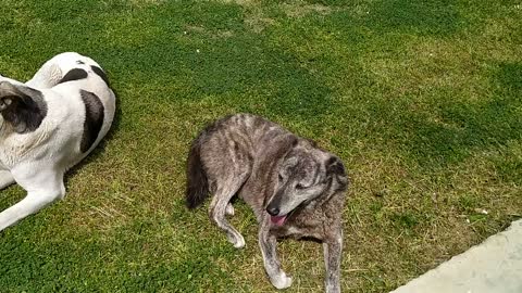 Dogs gasp from the heat
