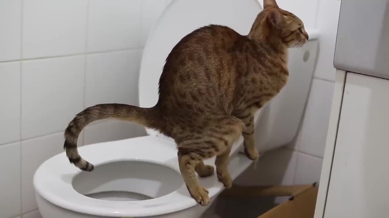 Both cats pooping - The unedited version