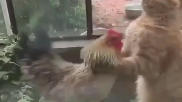 Cock vs Cat 👊🏻