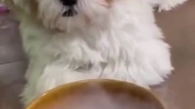 Funny puppy is surprised by what it sees