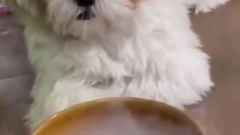 Funny puppy is surprised by what it sees