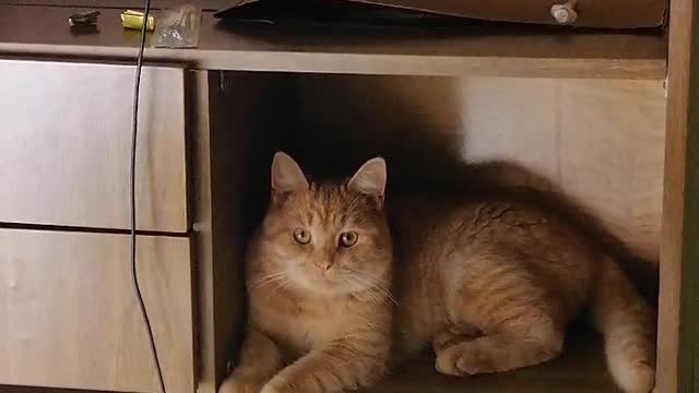 House Cat