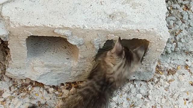 two kittens play near hollow block