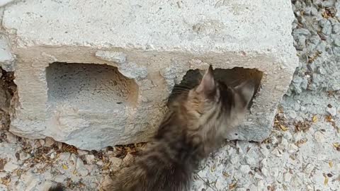 two kittens play near hollow block