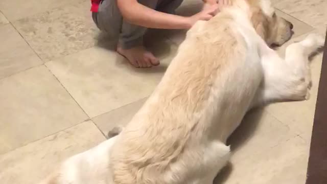 Dogs are the most beautiful symbol of love and loyalty