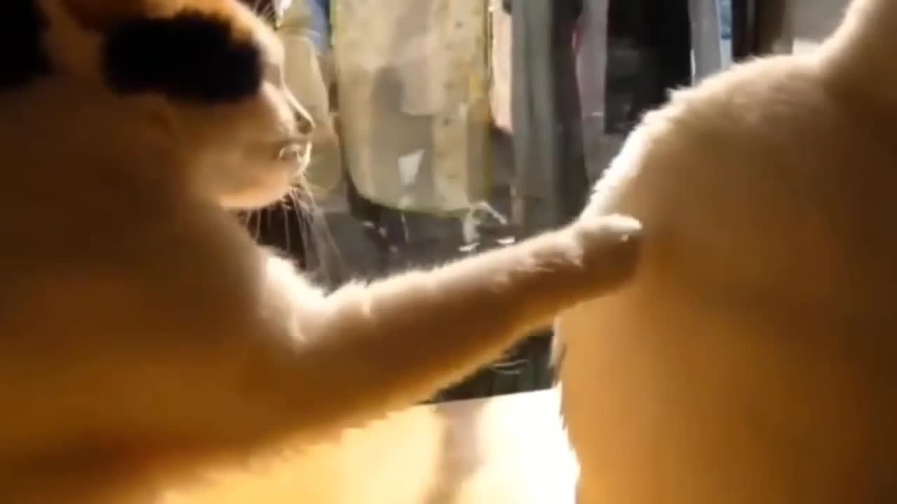 Funny Animal Videos - Funniest Animals 2021 - Animal Gags