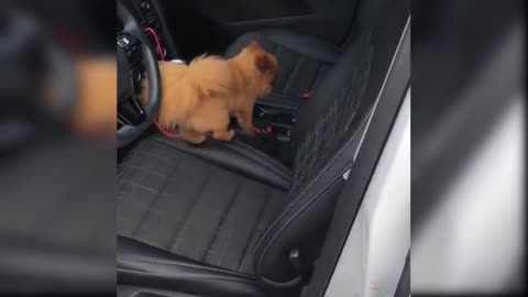 cute and funny baby dogs puppies16
