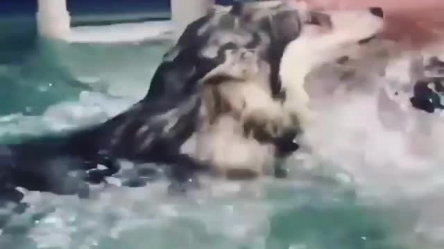 Swimming with a dog and friends