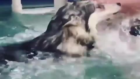 Swimming with a dog and friends