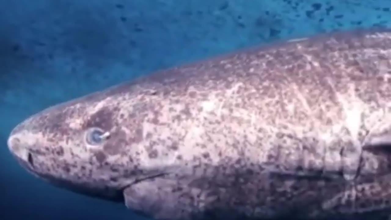 This Shark Can Live Up To 500 Years