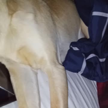 Cute dogs and cats pets 2020