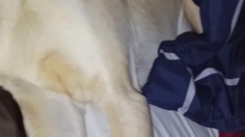 Cute dogs and cats pets 2020