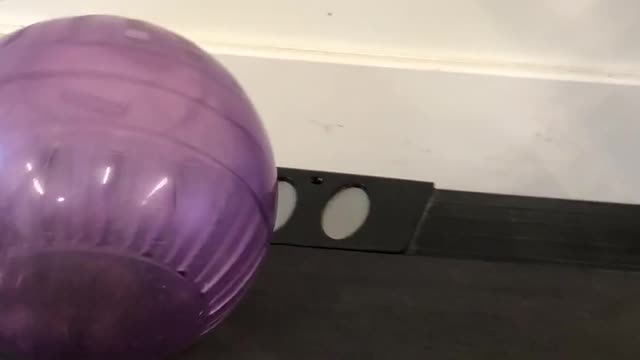 Hamster gets good exercise on a treadmill!