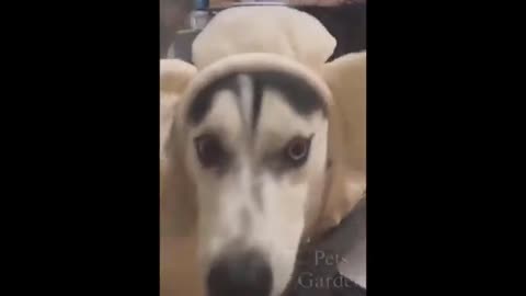 Top Funny dog Videos -TRY NOT TO LAUGH