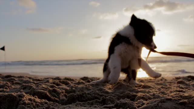 A dog playing with rope on a beach