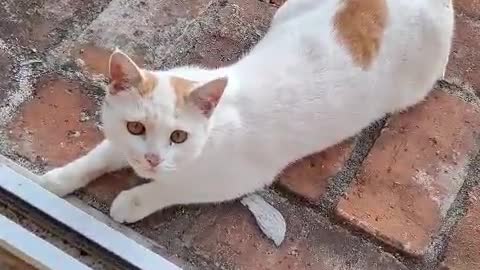 Cat unabashedly insisting to enter at the door