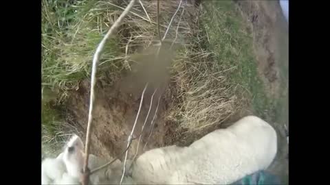 Sheep regretting being rescued Unfortunate accident