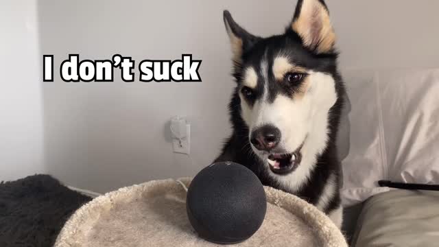 Dog Talks To ALEXA | (She Beat up Alexa!)