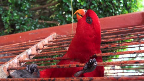 close up view of a red parrot1