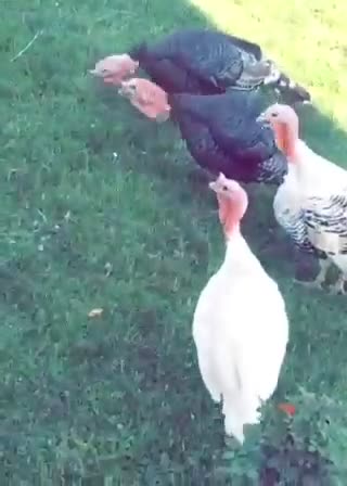 Talking with Turkeys