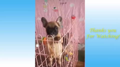 Cute Pets @ Funny Animals Compilation #18