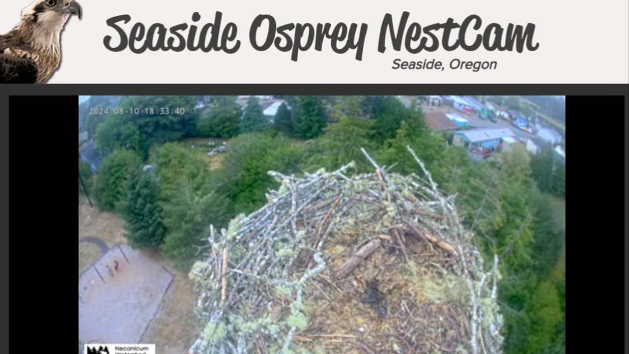 Live Osprey Cam