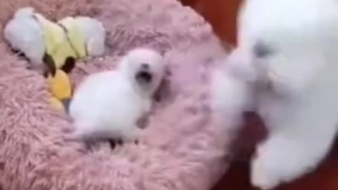 cute cat funny video