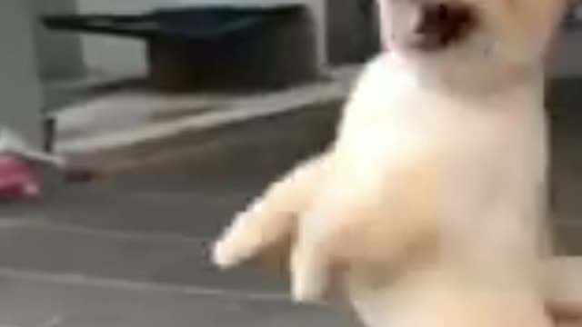 Dog is dancing