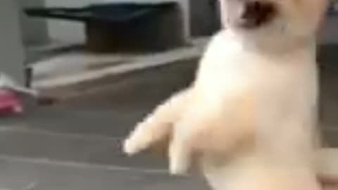 Dog is dancing