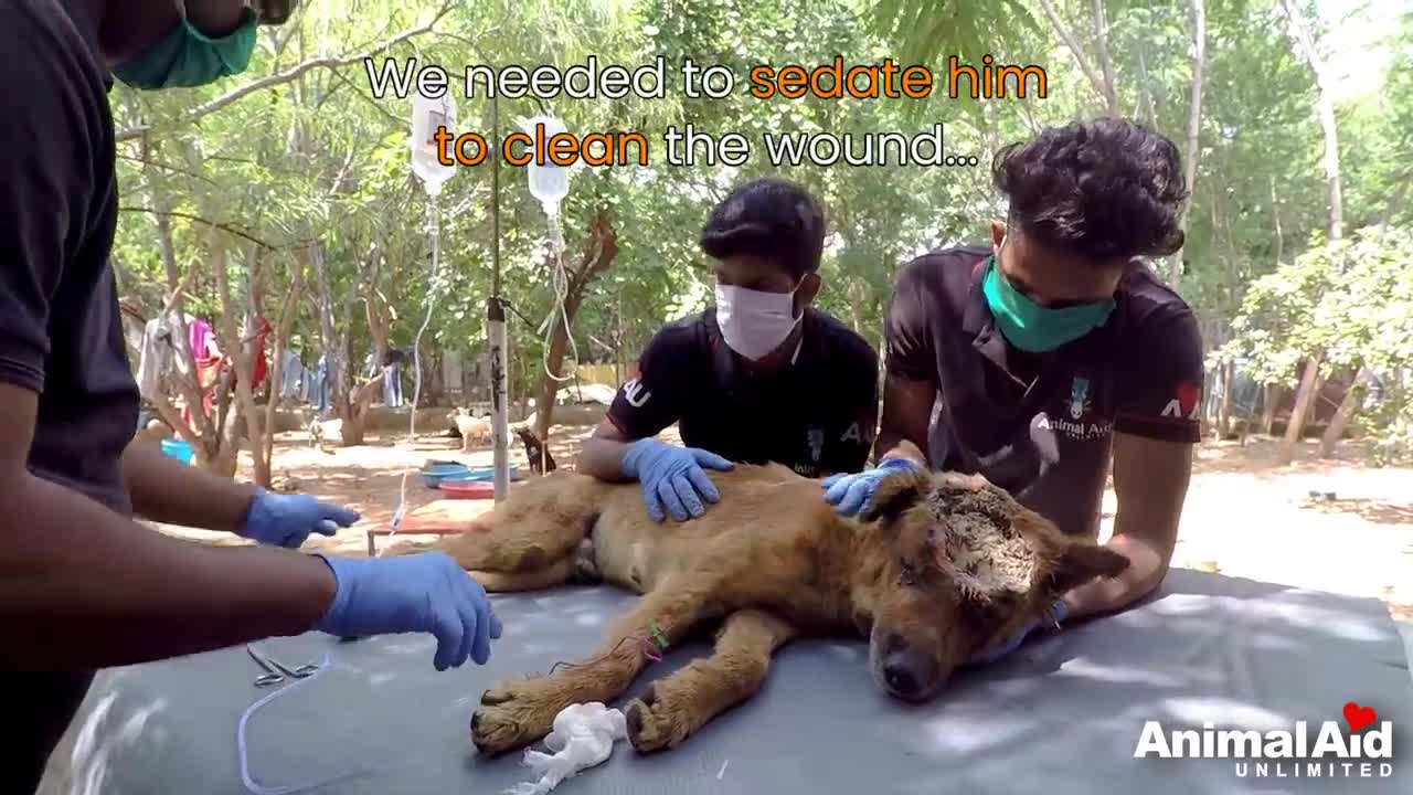 Nothing is impossible amazing rescue of dog