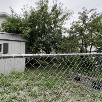 Babies apples 🍏 and cherries on the trees