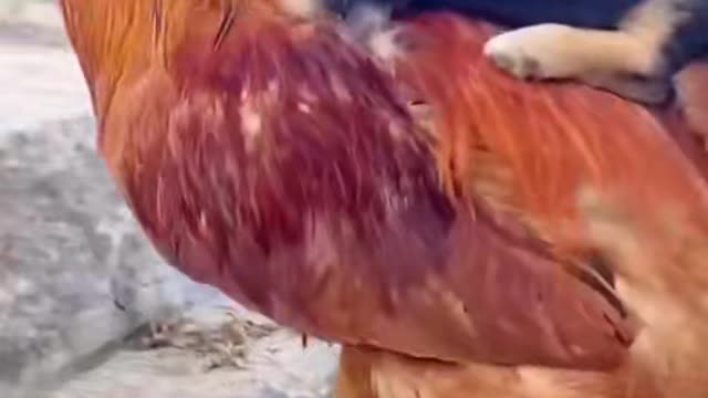 Little dog vs rooster😍🔥🔥