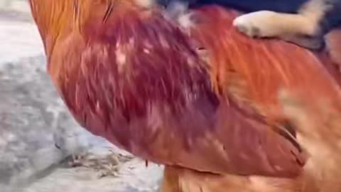 Little dog vs rooster😍🔥🔥