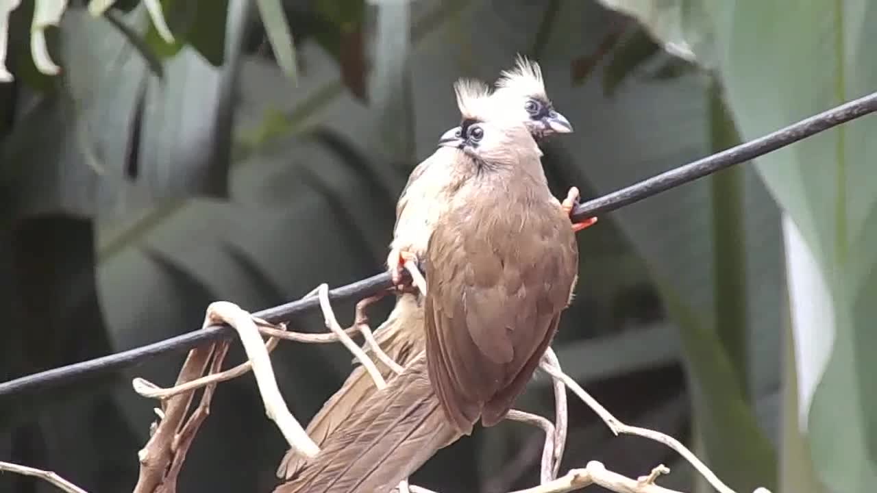 Beautiful :birds