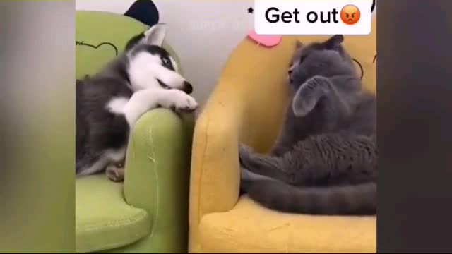 Cat And Dog Amazing funny