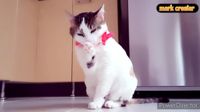 The funny cat |best funny cat | viral 🐈 cat 😻 amazing video