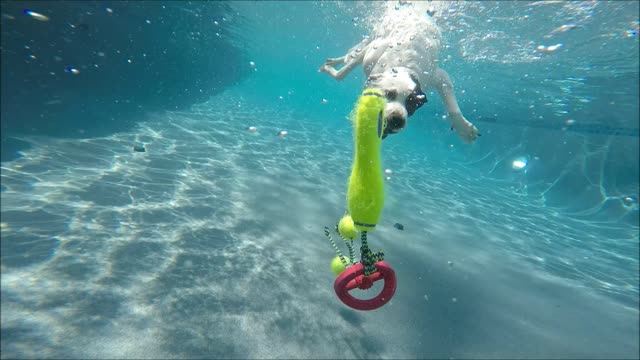 Pit Bull Border Collie mix Coco dives underwater like a mermaid for her dog toys