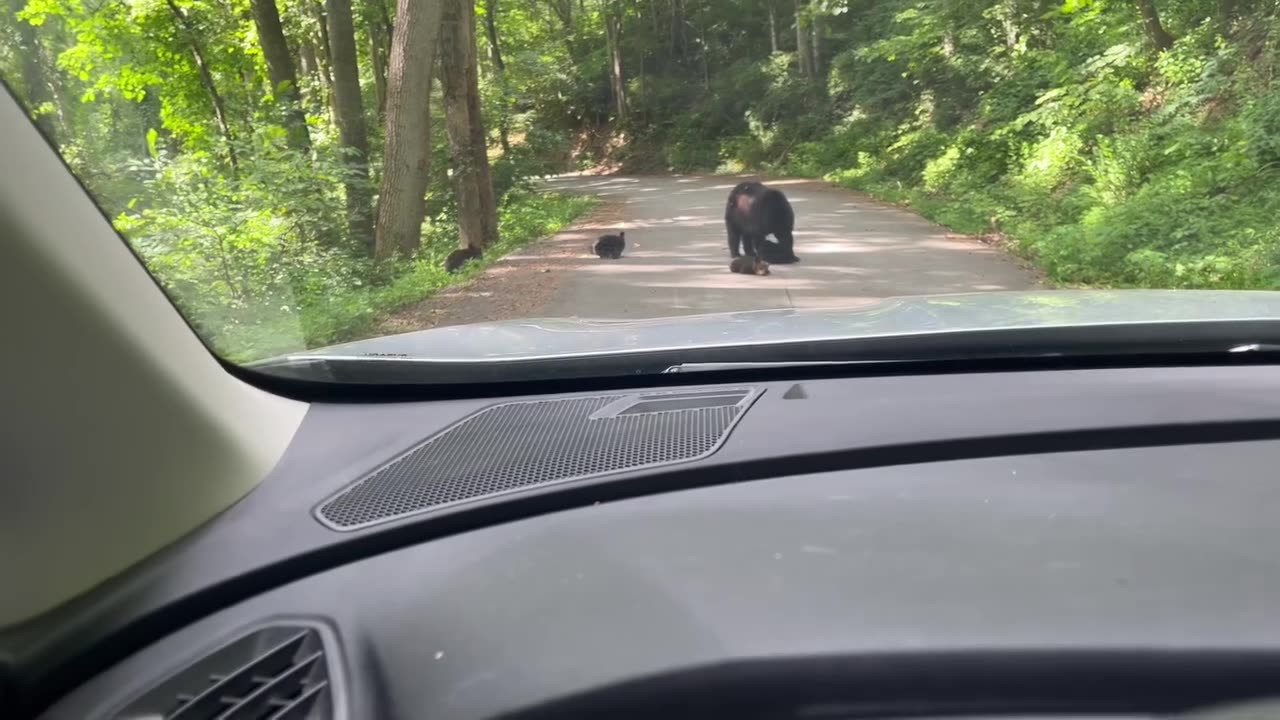 Road Blocked by Family of Bears